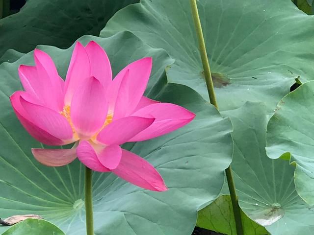 荷花池花期虽过但莲蓬正生,莲花池荷花几月份开花最好看