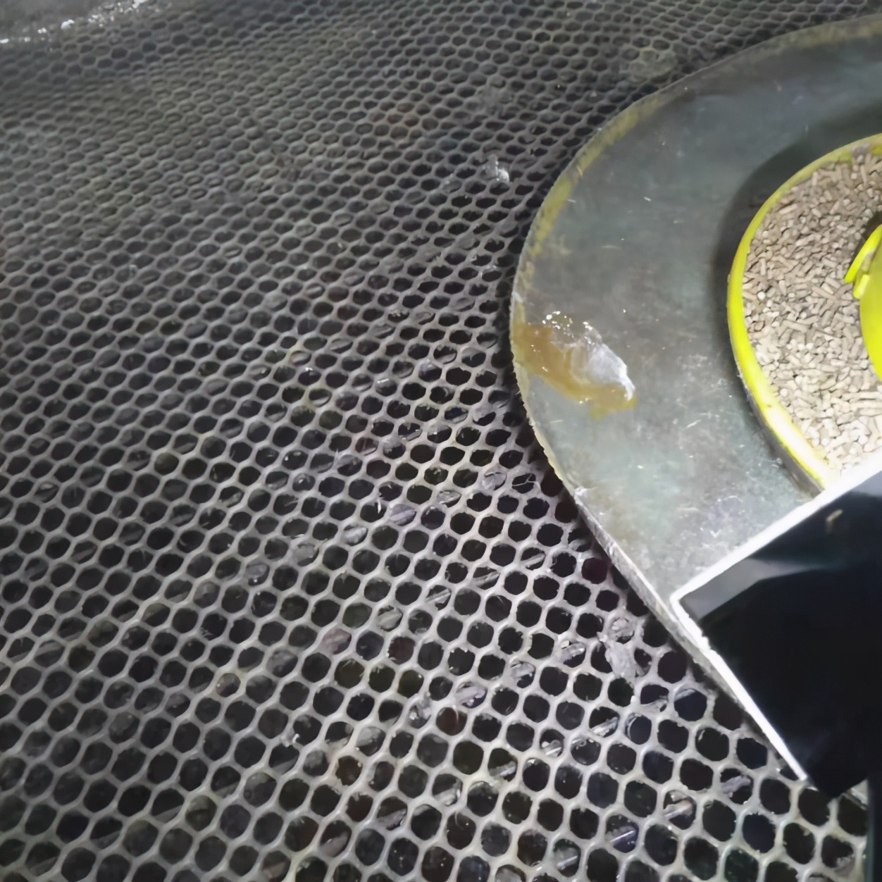 肉鸭降低饲料成本,肉鸭经常性的拉料便该怎么解决