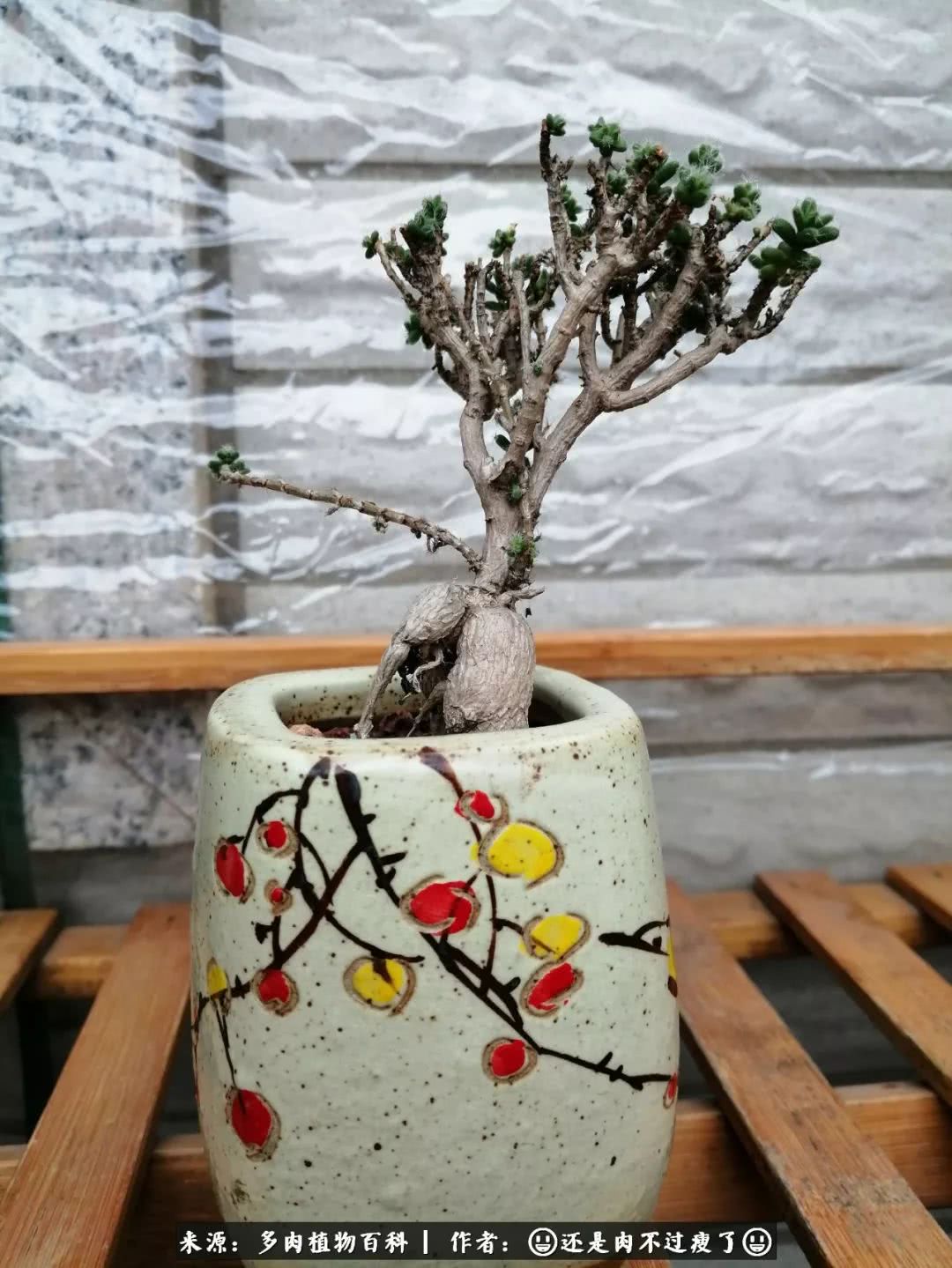 日照弘一法师,日照法师请师父