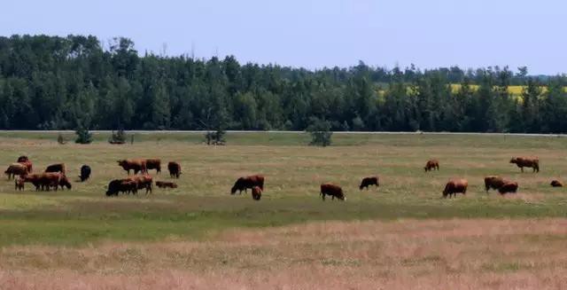 世界顶级牛肉是什么牛,世界最顶级的牛肉视频