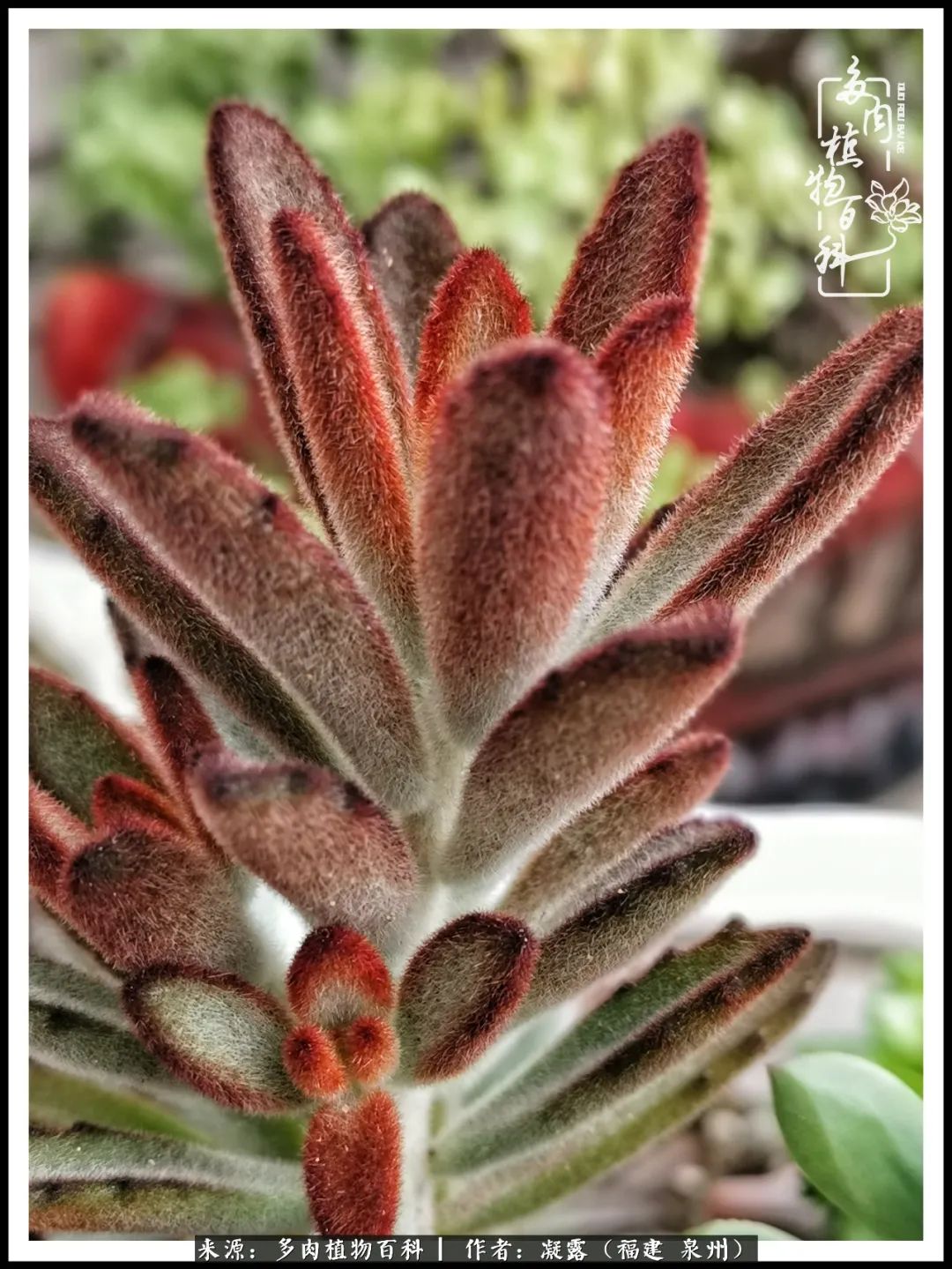 多肉日记严选,多肉日记大全100字