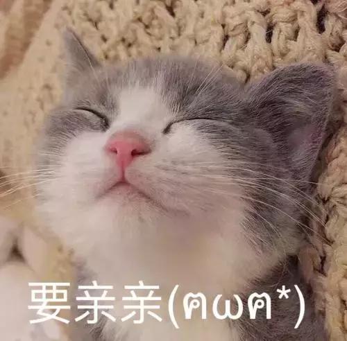 猫咪舔人又咬是什么意思啊,猫咪拿舌头舔主人的手代表什么