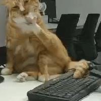 猫咪的脚丫子总是猫屎味 (为啥猫咪脚丫子臭)