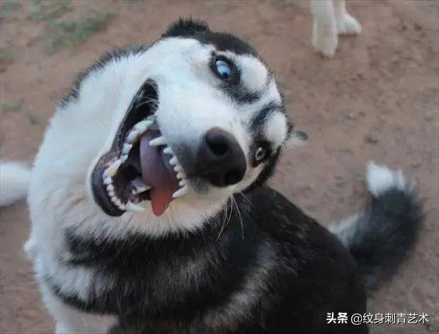 聊聊纹身那些事儿,纹身的套路如何避免