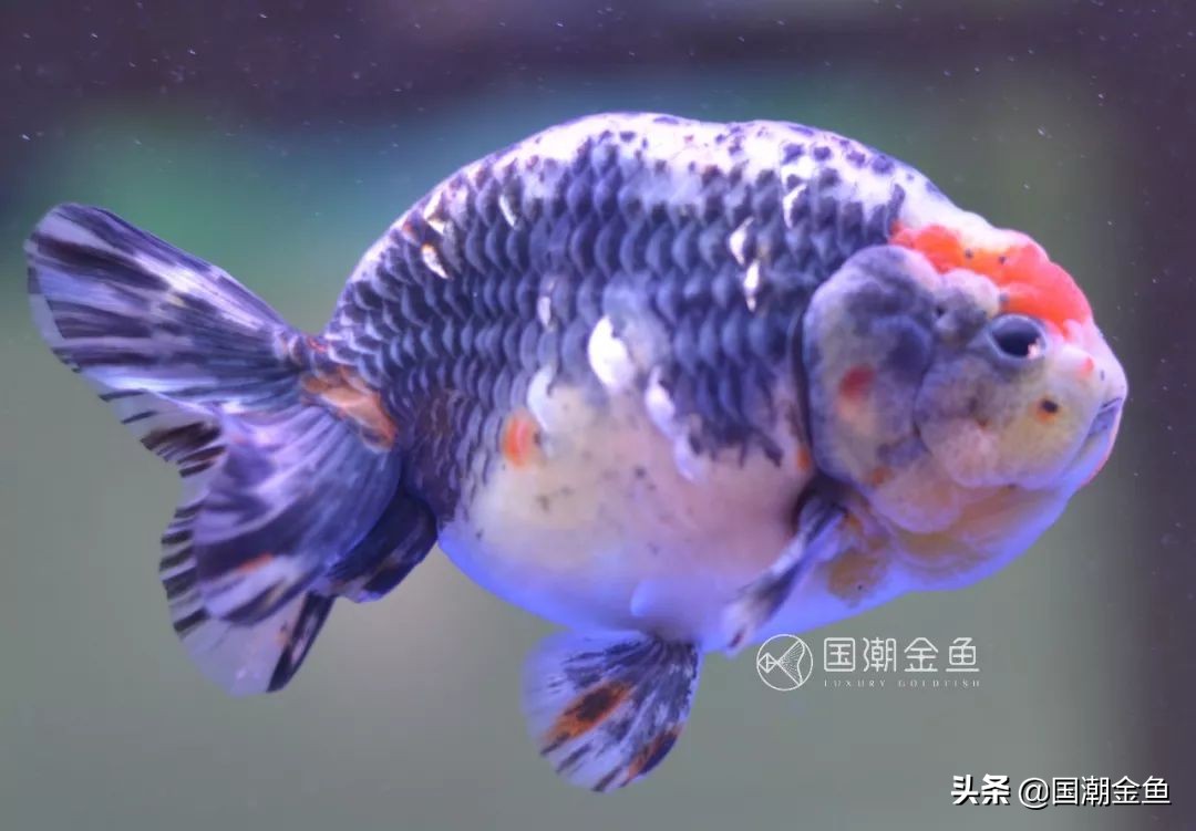 养鱼春季预防,养鱼攻略新手金鱼