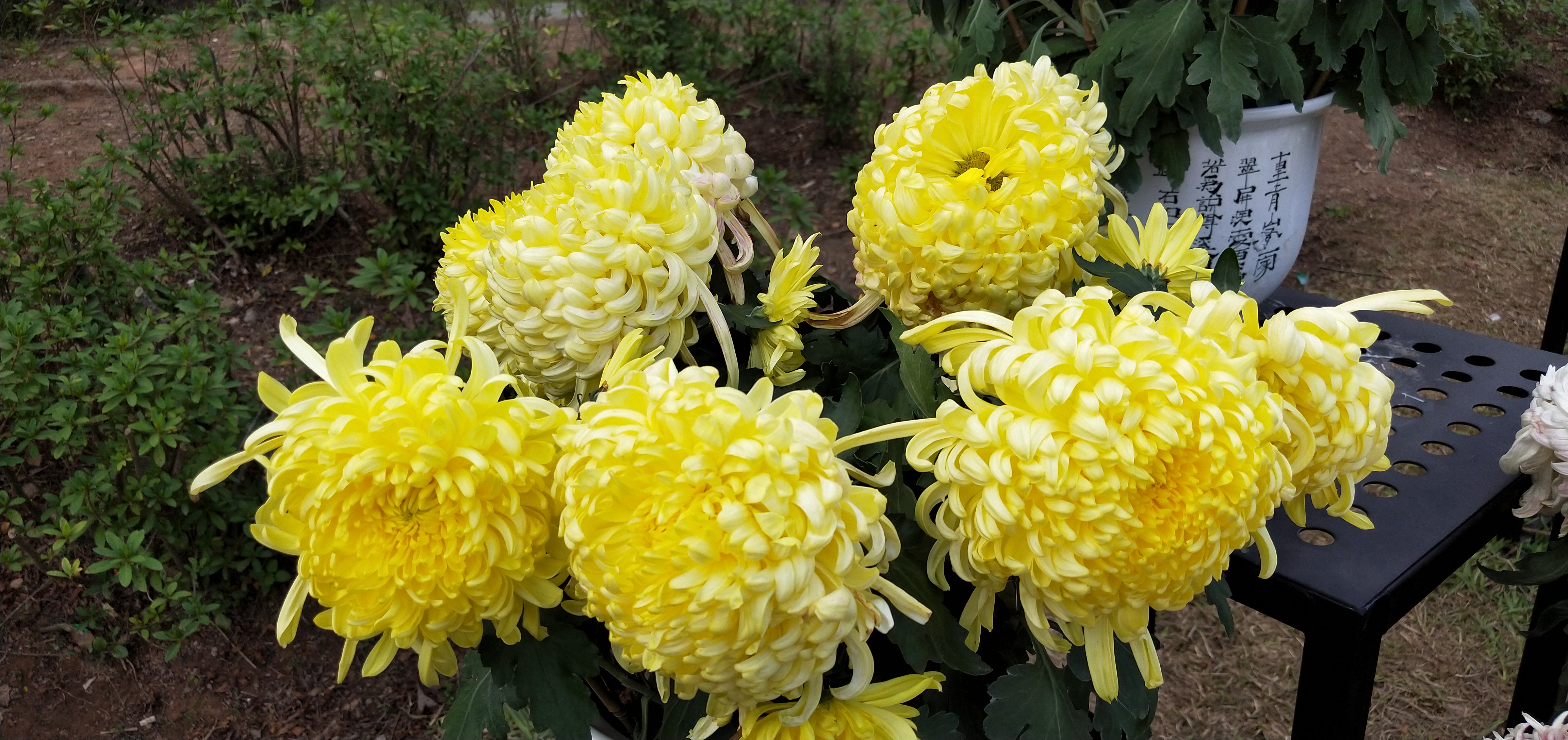 东湖公园菊花花展时间2021,深圳东湖荷节花展