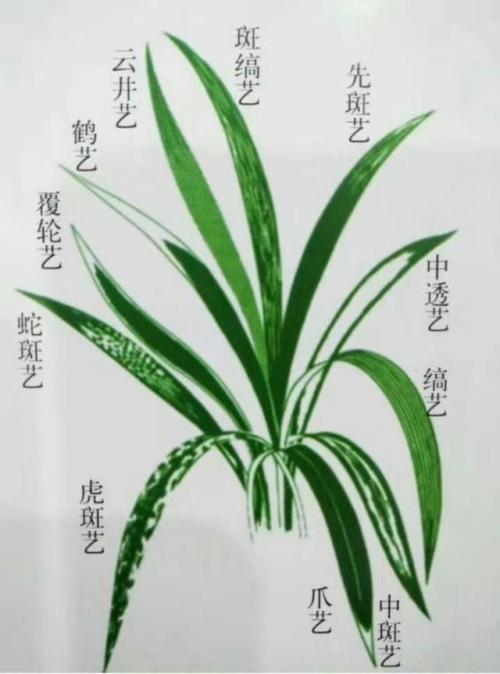 艺草兰花图片及价格,如何判断兰花艺草值多少钱