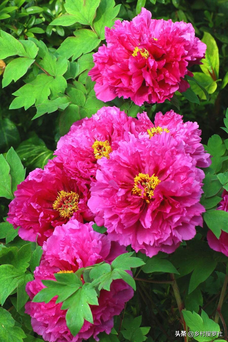 国花排名第一的兰花,兰花国花品种大全