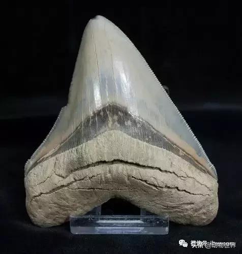 地球上的顶级掠食者,人类是地球上最顶级的掠食者