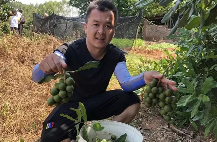 摘下1斤卖8块，炒熟能卖50多，每年大量进口，果农不愿种，为啥？