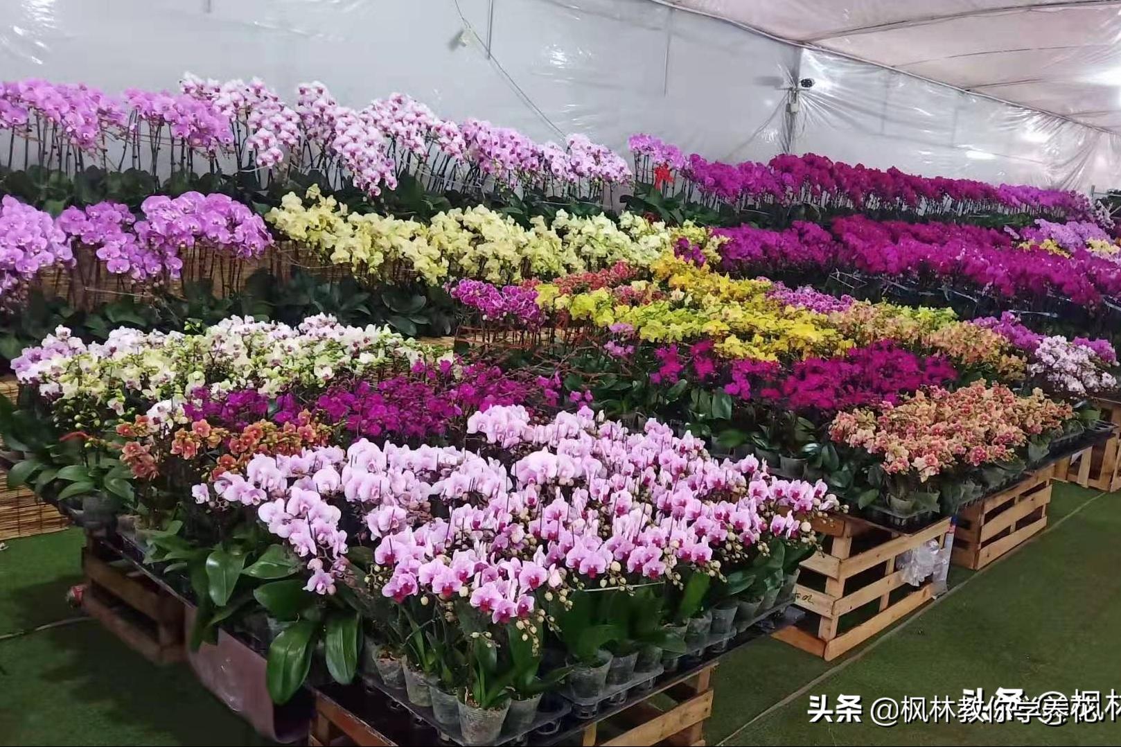 10种春节必选花卉,最受欢迎的十大年宵花