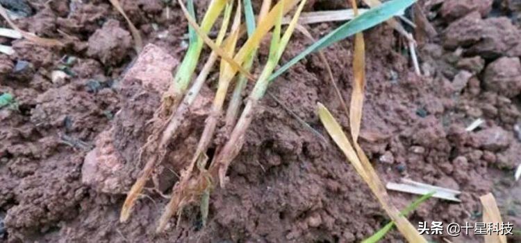 小麦一喷三防技术,小麦一喷八防配方