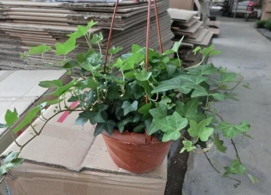常春藤烂根移盆,常春藤枯萎的补救办法