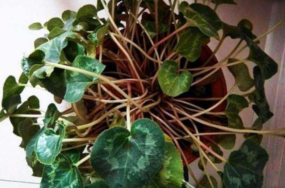 仙客来叶子发黄不发蔫怎么办,仙客来叶子蔫了千万不要扔