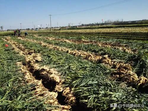 现在全国各省大姜面积分布情况,2023种姜面积预测