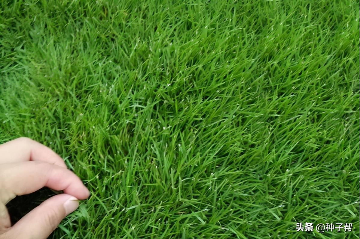 福建狗牙根草坪养护报价,浙江狗牙根草坪养护报价