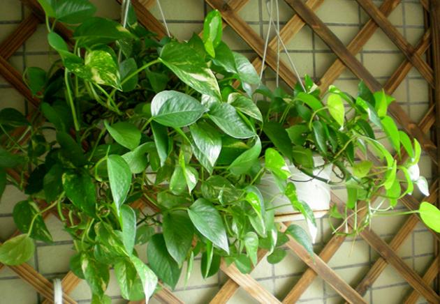 十大耐旱又好养的盆栽大植物,什么植物长得慢好养又好看