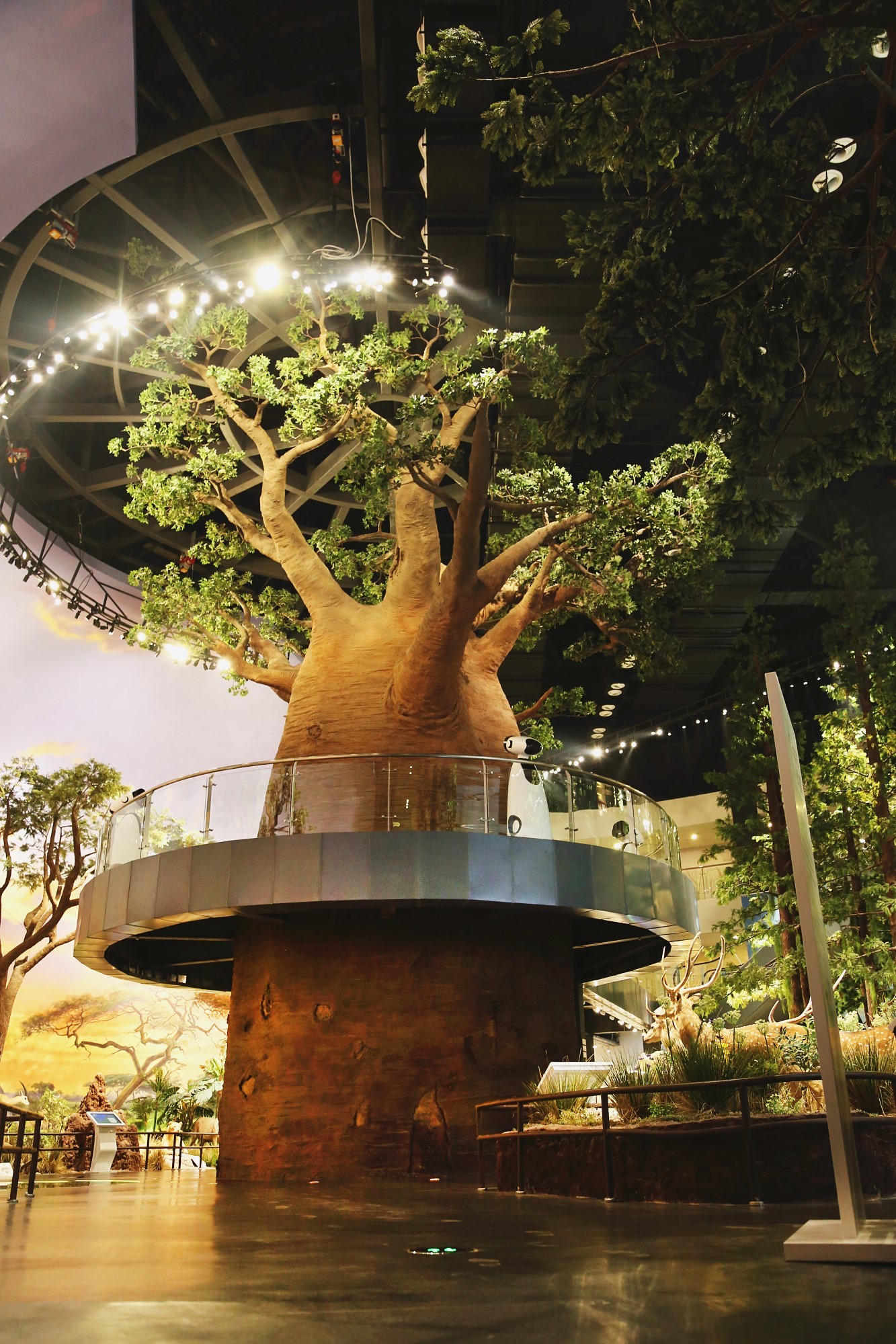 青岛贝林自然博物馆,青岛贝林博物馆门票优惠政策