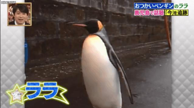 去世的小企鹅,死去的南极企鹅