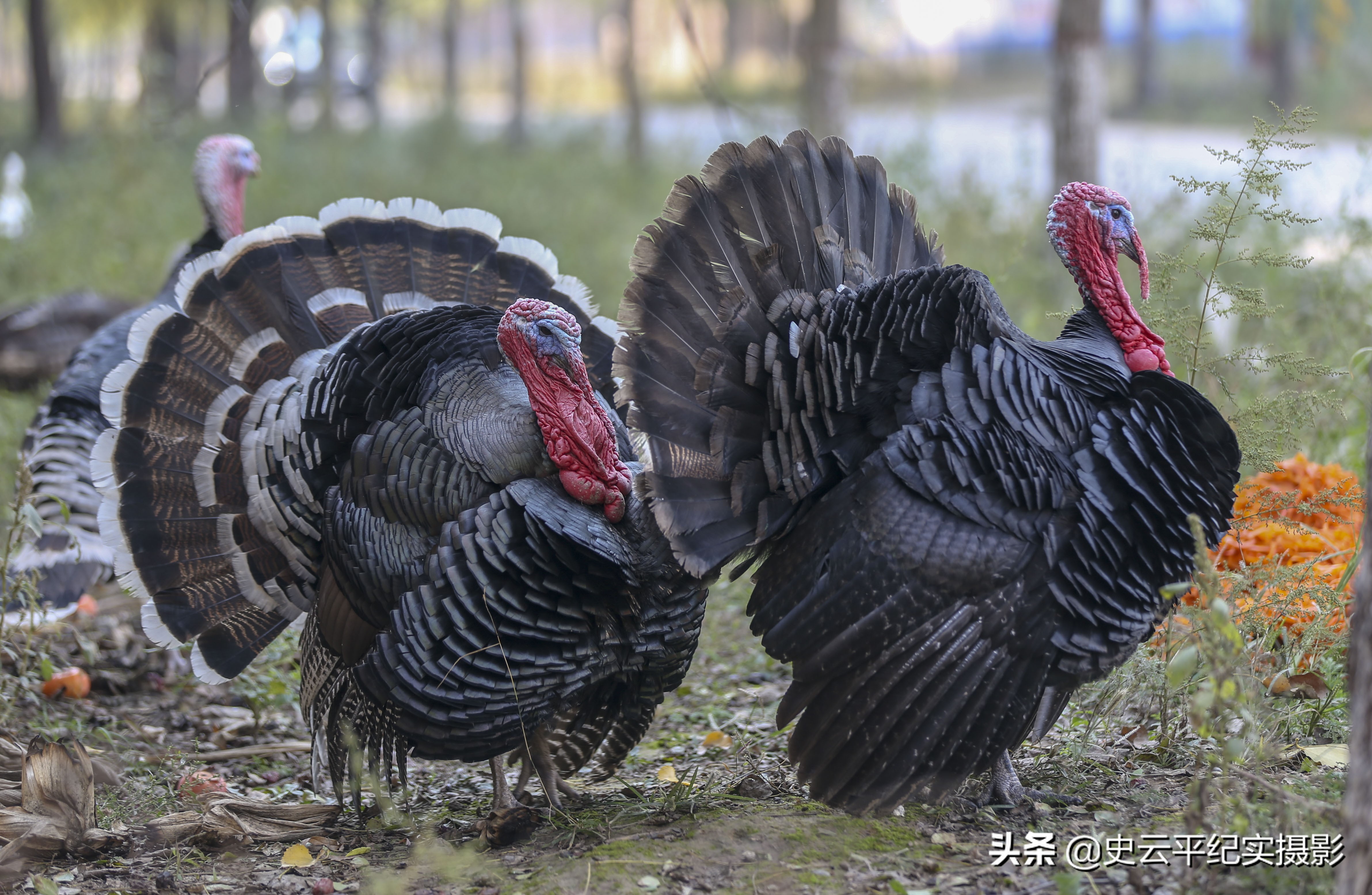 孙子给奶奶买一只小狗,孙子给奶奶买了只鸵鸟