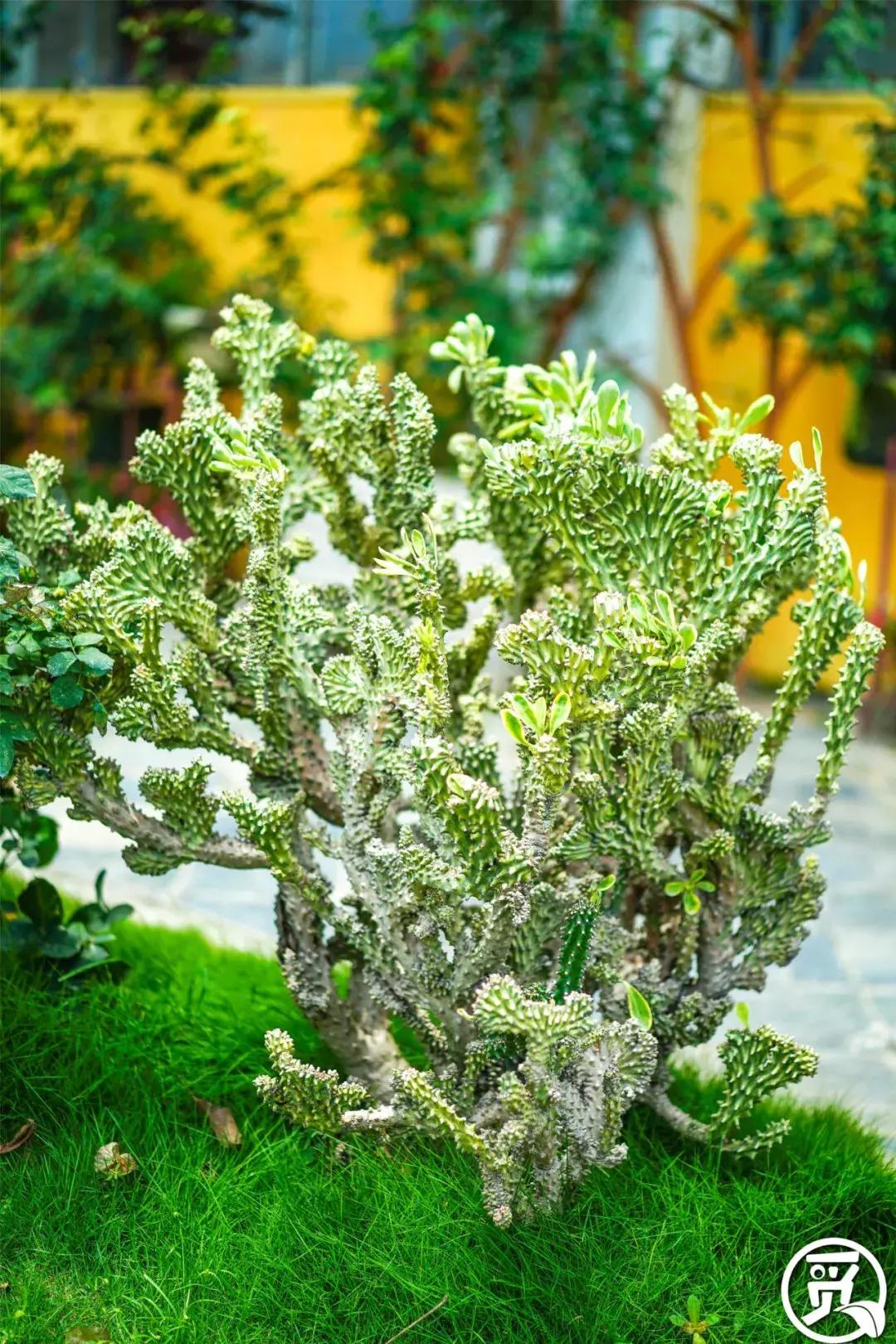 深圳「废弃染布厂」变废为宝，化身“湖畔花园”美若世外桃源！