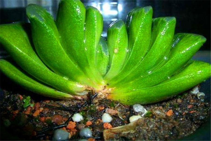 玉扇多肉适合什么盆,多肉玉扇稀有品种