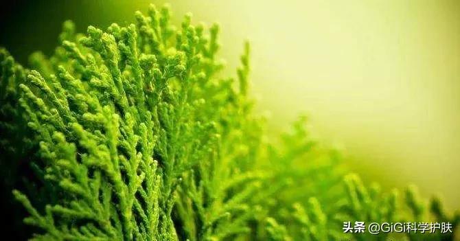 角鲨烷和角鲨的关系,角鲨烯和鲨鱼的关系