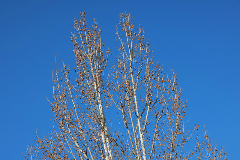 史上最轻便长焦利器佳能RF70-200mmF4L镜头评测