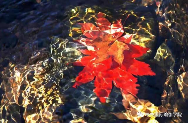 11月不负秋光不负卿恒大嘉丽泽养生谷百人户外瑜伽