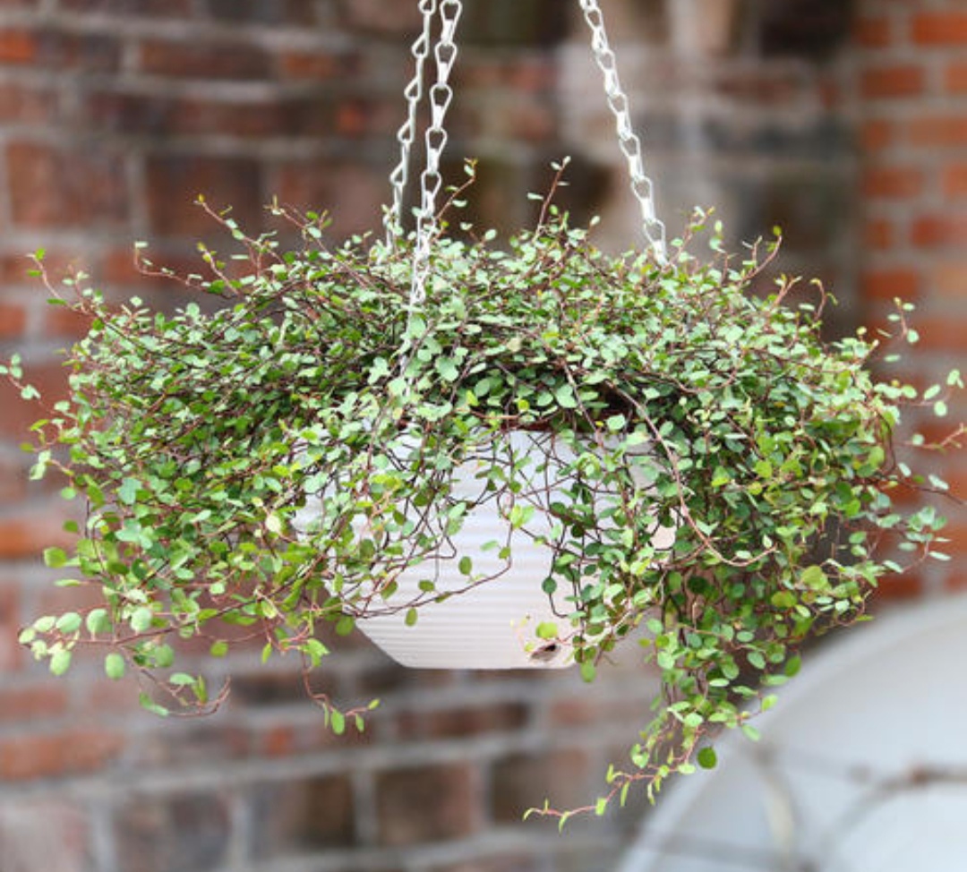 18种寓意好的花,18种花图片大全