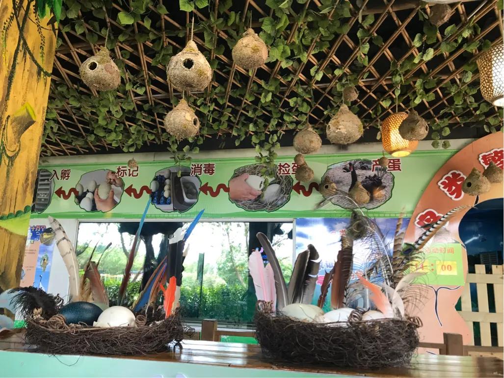 长隆飞鸟乐园拍鸟攻略,广州长隆飞鸟乐园可以摸哪些鸟