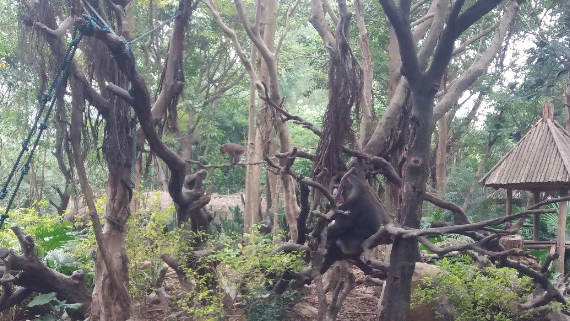 广州番禺区长隆野生动物世界缆车,广州旅游长隆野生动物世界