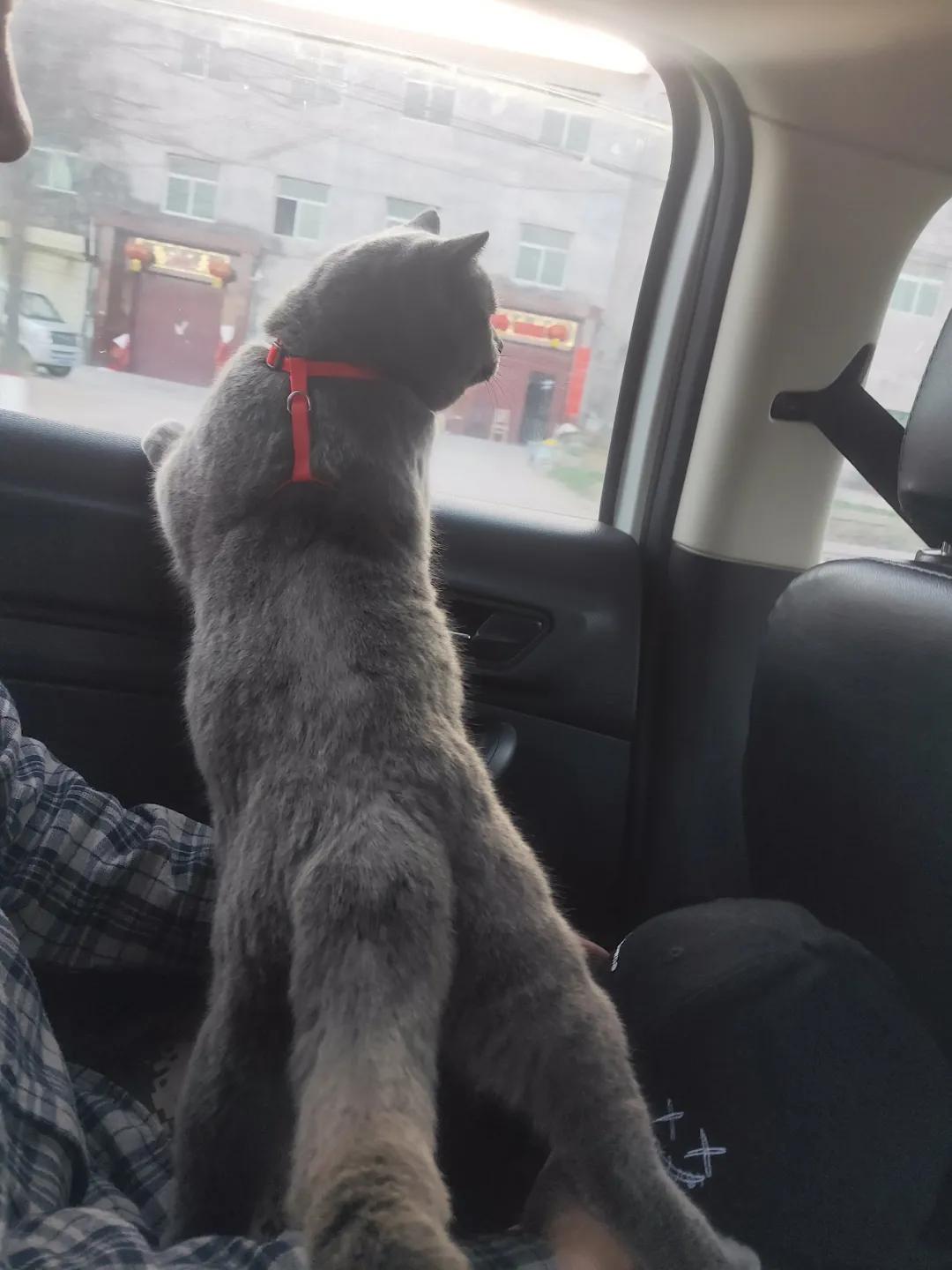 猫咪为什么喜欢趴窗台上睡,为什么猫咪喜欢趴在窗台上睡觉