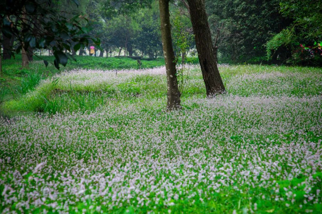 蓼花盛放成海，扬州又多了一处赏秋秘境