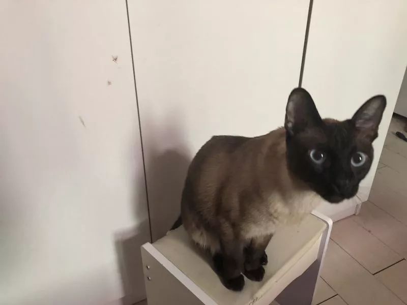 夏天驱蚊对猫有影响吗,夏天喷洒什么药杀死蚊子苍蝇