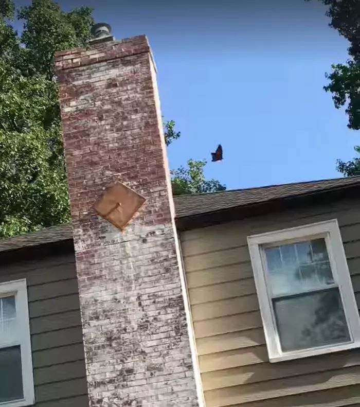 妙手回春救动物,妙手回春治疗