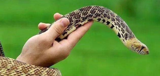 为什么有见蛇不能打的说法,看见蛇应不应该打