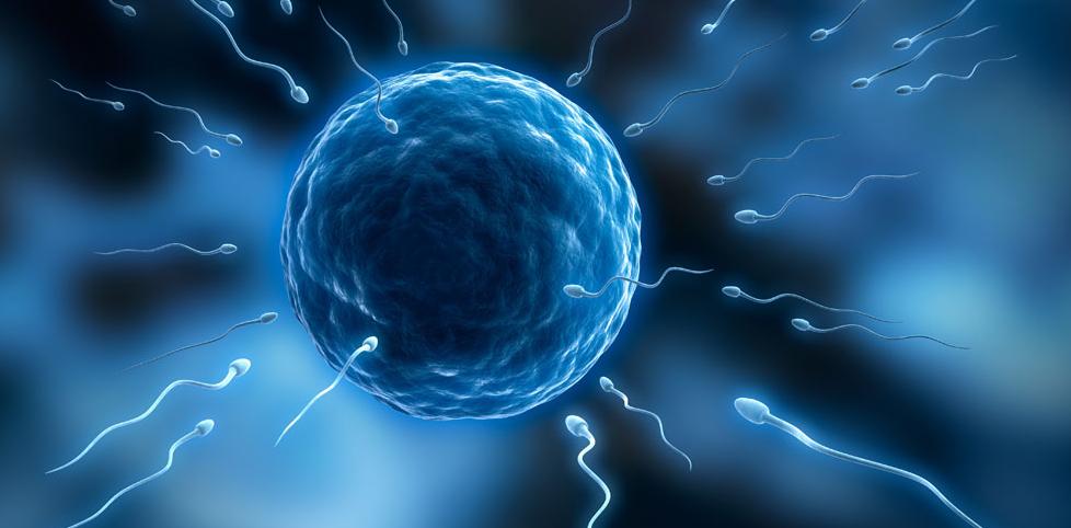 胚胎师知道胚胎性格吗,胚胎师都挑选什么精子