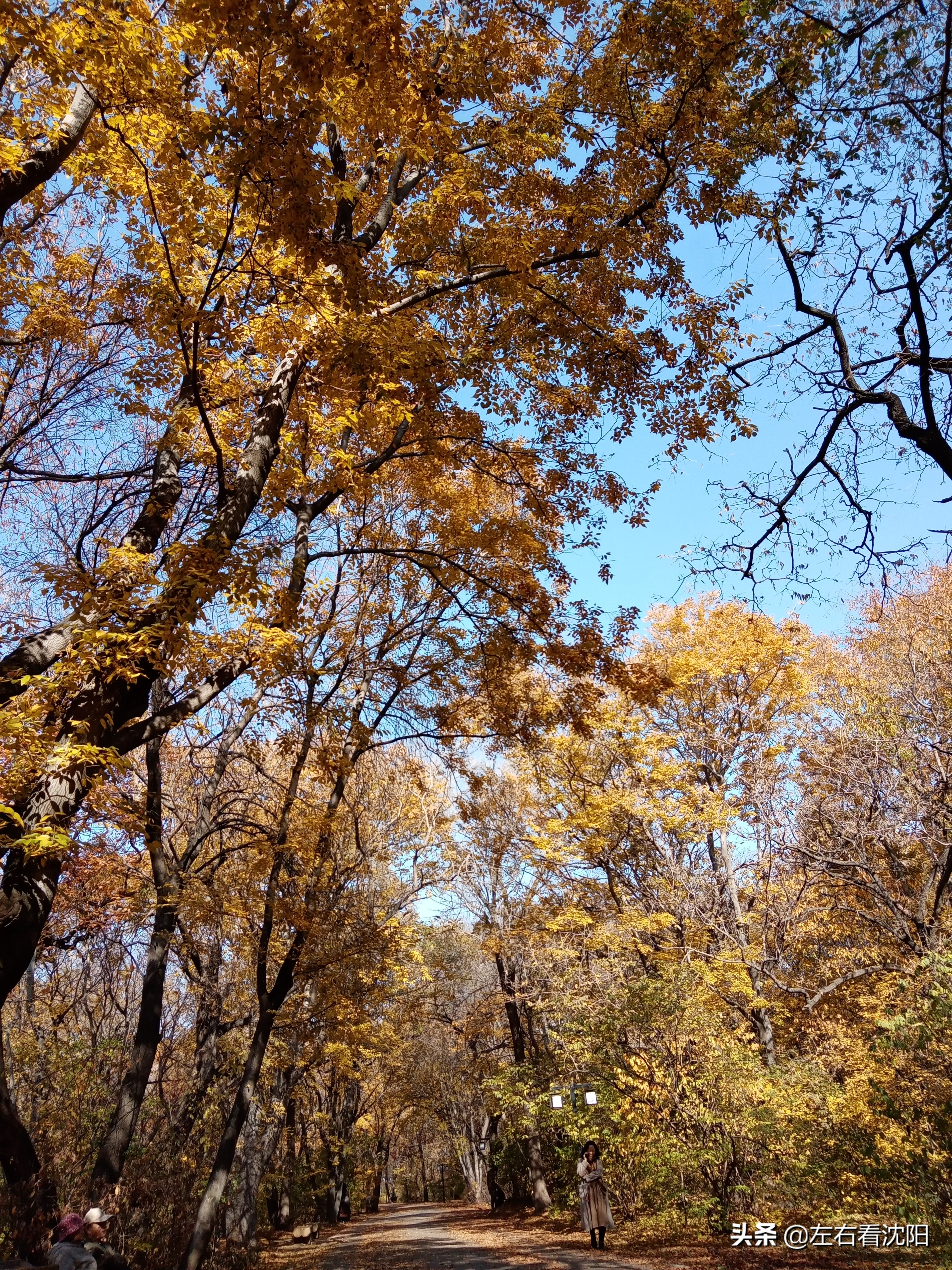 秋季沈阳北陵公园有啥好玩的,漫步沈阳北陵公园湖水边