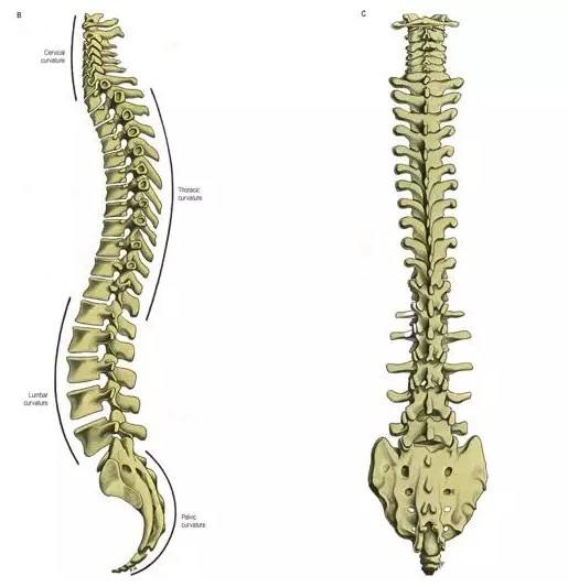 久坐腰痛是躺好还是运动好,腰痛不要久坐久躺
