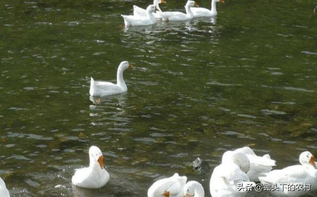 在农村霍乱为鹅禽的常见病，从病原到防治，为您剖析