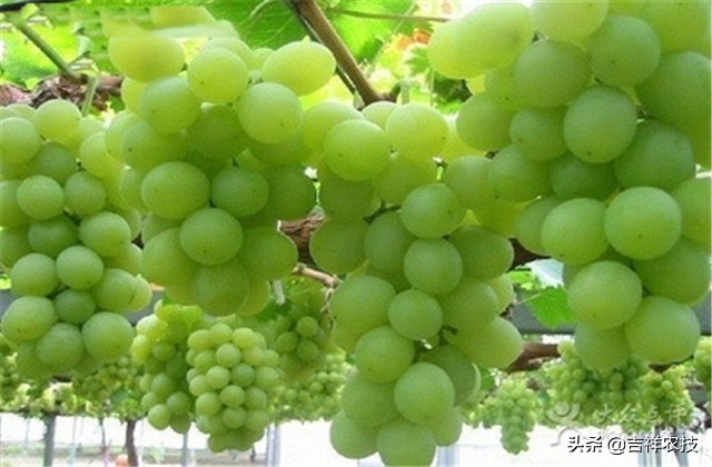 大青葡萄栽培方面的知识要点，你都会吗？来学学种植管理