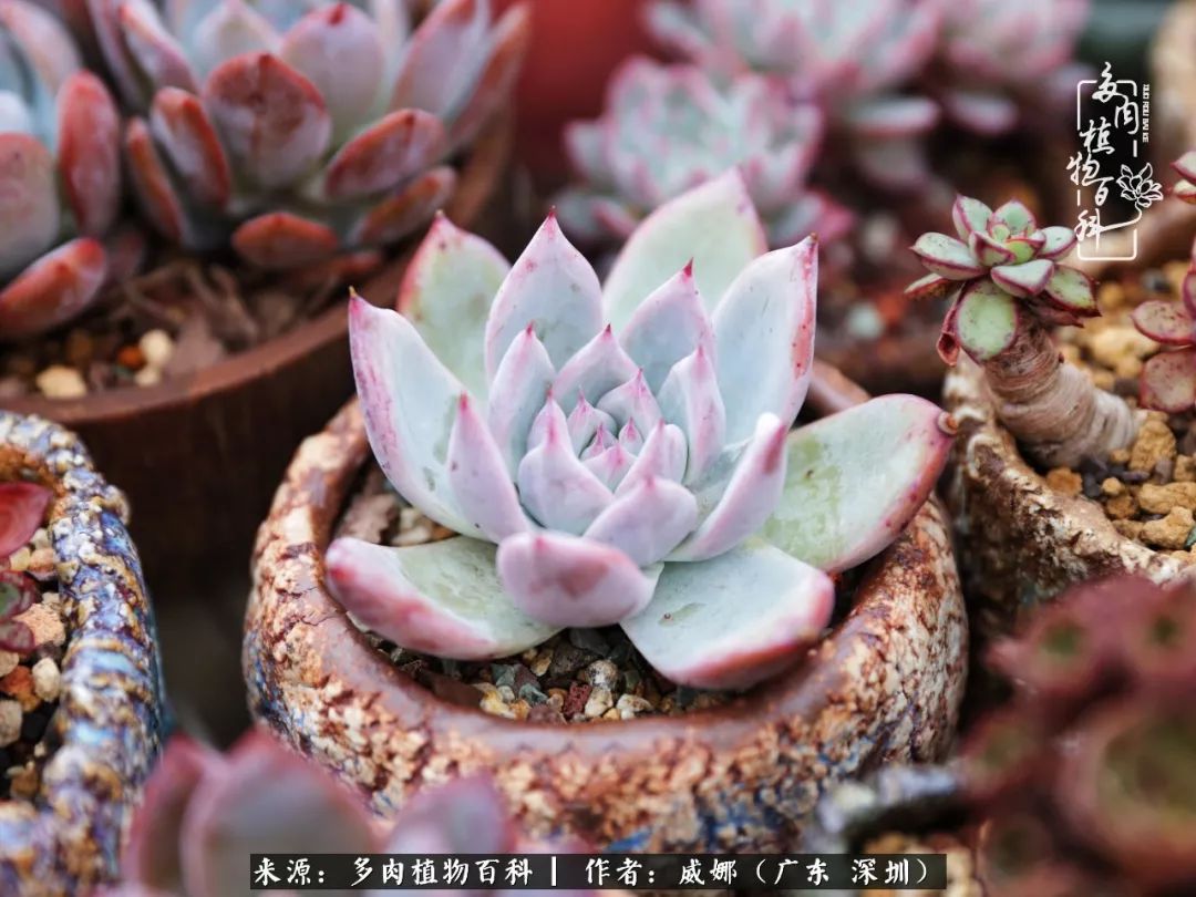 笼子里的多肉,露养的多肉和室内的多肉区别