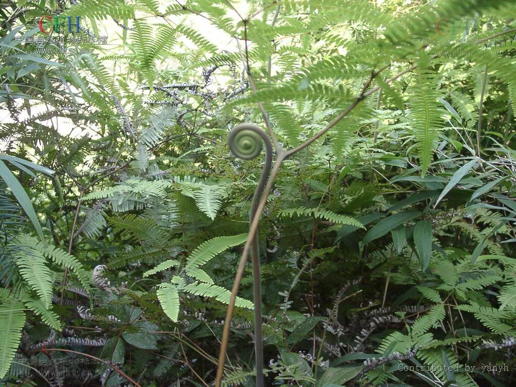 芒萁骨图片,民间中草药芒萁的药用功能