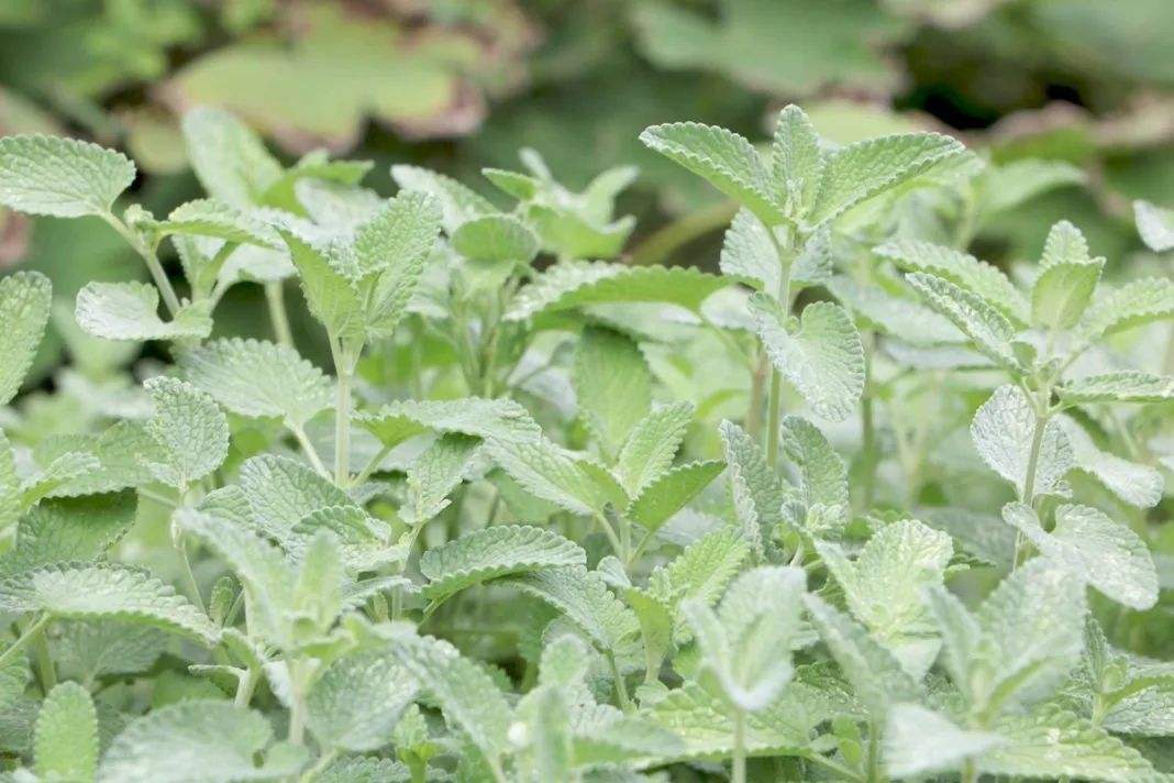 哪种猫薄荷最吸引猫,所有猫科动物都抵挡不了猫薄荷