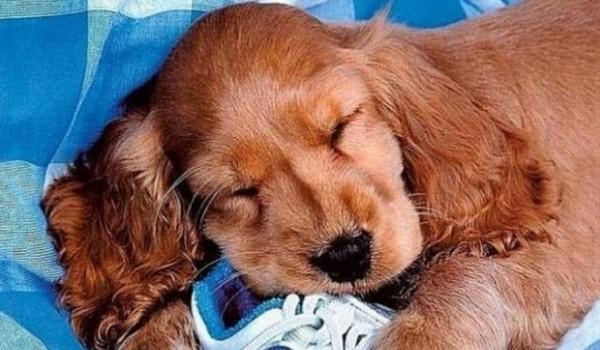 45种常见狗狗认几种主人,45种常见狗狗拉布拉多图片