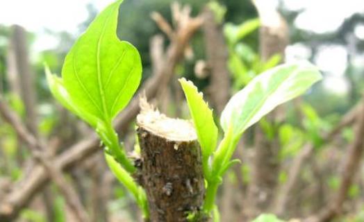 施今墨：祝氏组方用药重视药物之间的配伍