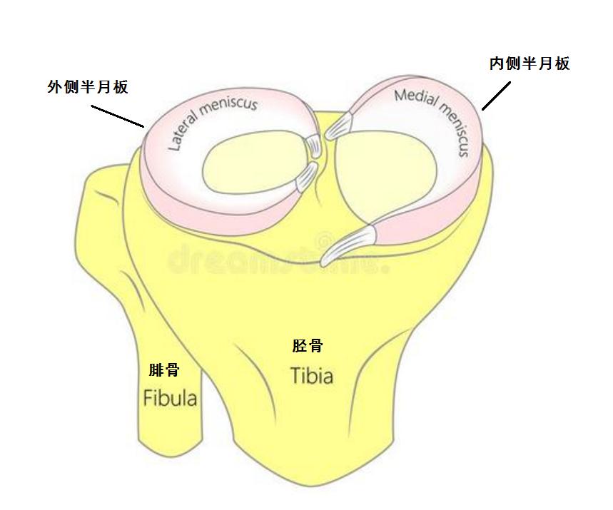 哪些明星半月板撕裂过,膝关节损伤的明星