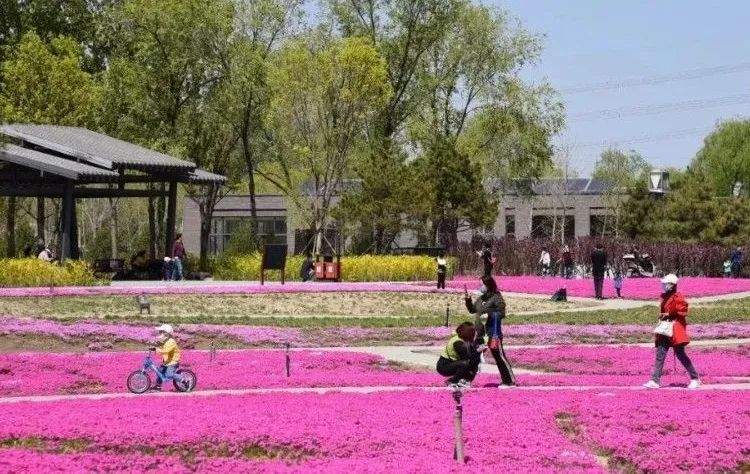 去看万紫千红的花海,五一近郊赏花去看缤纷七彩花田