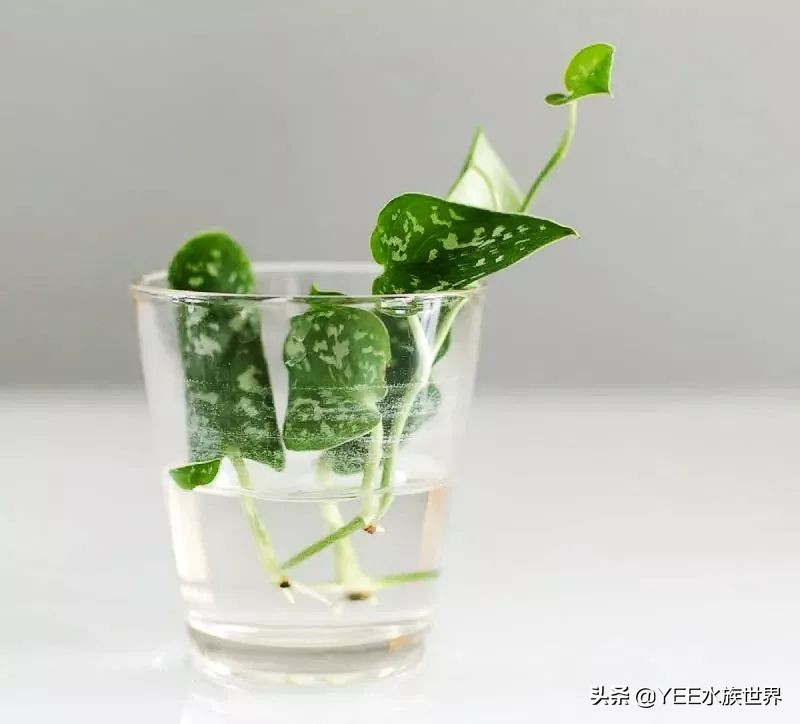 盆栽绿萝如何转水,绿萝如何转水